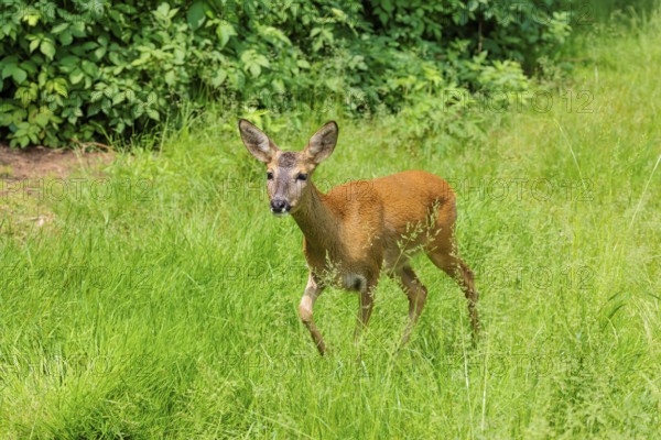 A female roe deer (Capreolus capreolus) crosses a green meadow. Bavaria, Germany