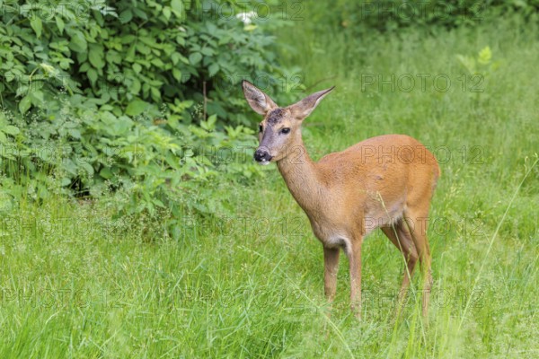 A female roe deer (Capreolus capreolus) stands in a green meadow. Bavaria, Germany