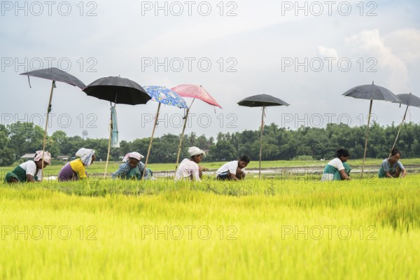 BAKSA, INDIA- JULY 12: Tribal women prepare rice saplings under temporary umbrellas on a hot summer day in a paddy field during the planting season in Baksa, India on July 12, 2025