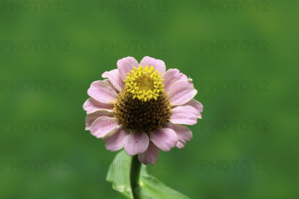 Zinnia (Zinnia elegans), flower, flowering, Germany