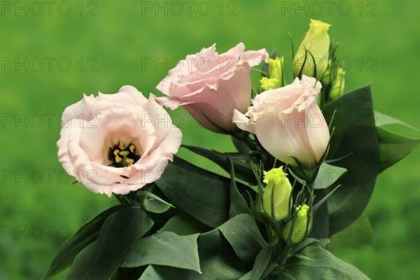 Prairie gentian, Lisianthius, Eustoma, flowering, Germany