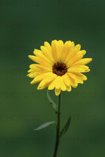 Marigold (Calendula officinalis), flower, flowering, medicinal plant, Ellerstadt, Germany