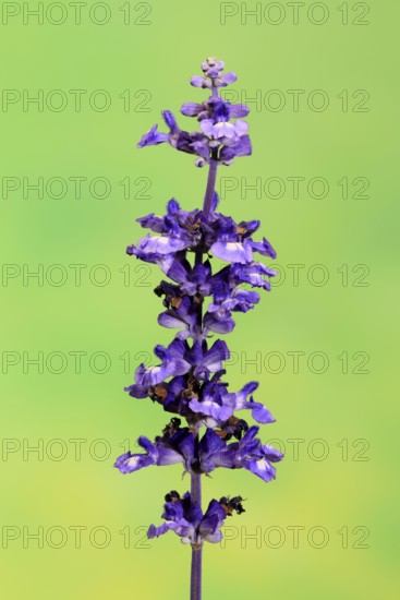 Mealycup sage (Salvia farinacea), flowering, flower, Ellerstadt, Germany