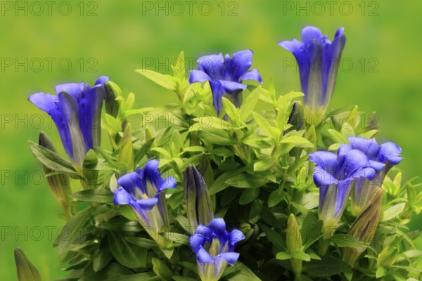 Koch's gentian (Gentiana acaulis), flowering, Germany