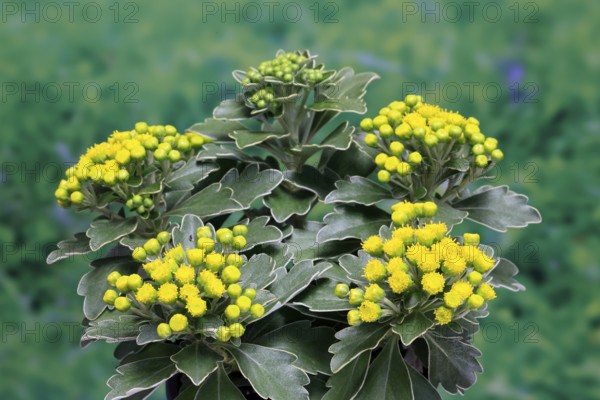Gold-and-silver chrysanthemum (Chrysanthemum pacificum), flowering, Germany