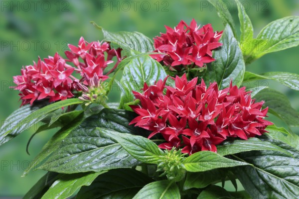 Pentas lanceolata, flowering, Germany
