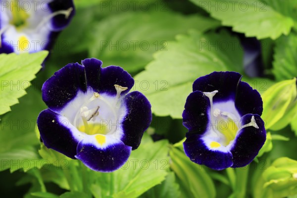 Fournier's torenia (Torenia fournieri), flowering, Germany