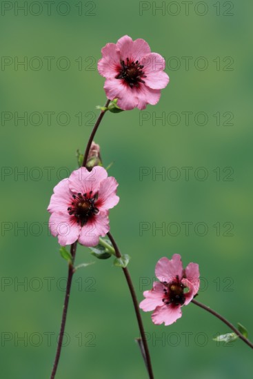 Dark crimson cinquefoil (Potentilla atrosanguinea), flowering, Germany