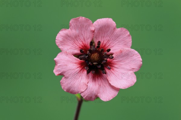Dark crimson cinquefoil (Potentilla atrosanguinea), flowering, Germany