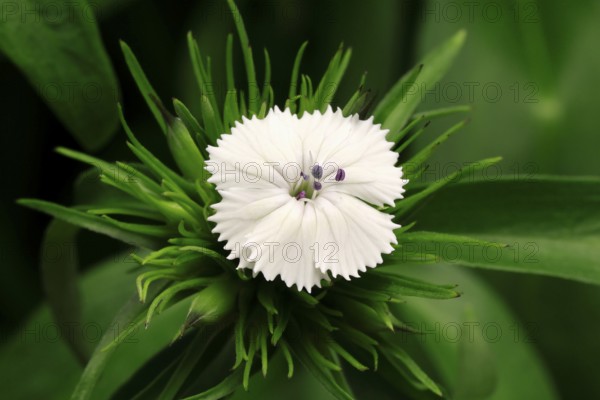 Bearded carnation (Dianthus barbatus), flowering, Germany