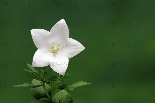 Balloon flower (Platycodon grandiflorus), flowering, Germany