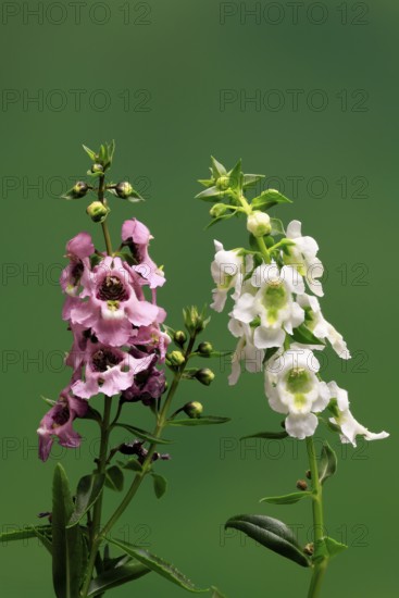 Angelonia (Angelonia angustifolia), flowering, Germany