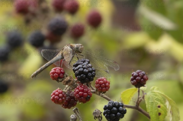 Common darter dragonfly (Sympetrum striolatum) adult insect resting on a blackberries in summer, England, United Kingdom