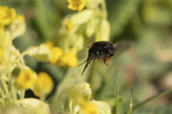 Ashy mining bee (Andrena cineraria) adult insect flying towards a Cowslip flower in spring, England, United Kingdom