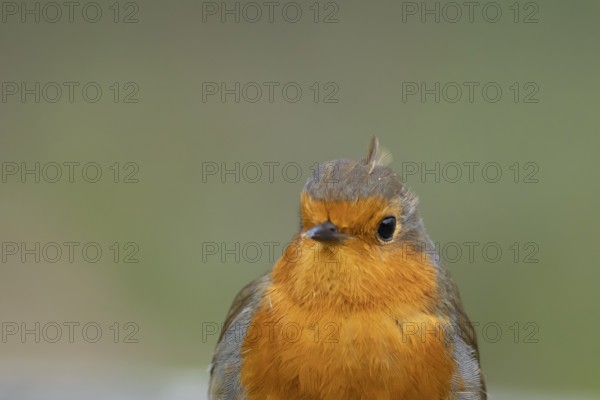 European robin (Erithacus rubecula) adult garden bird head portrait, England, United Kingdom