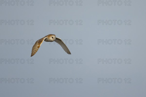 Barn owl (Tyto alba) adult bird flying, England, United Kingdom