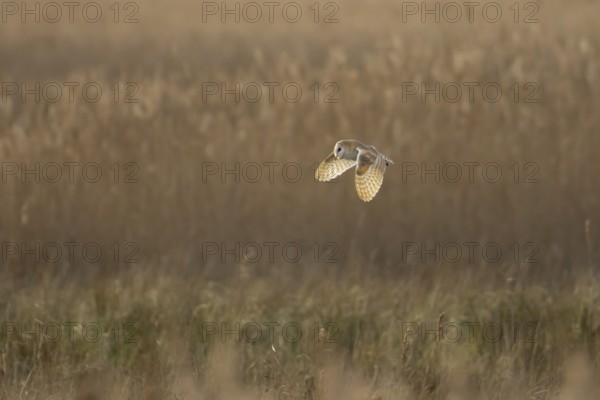 Barn owl (Tyto alba) adult bird in flight hunting over marshland, England, United Kingdom