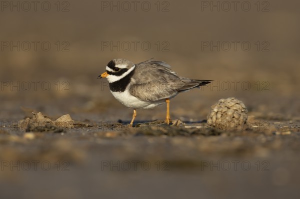 Ringed plover (Charadrius hiaticula) adult wading bird on a beach, England, United Kingdom