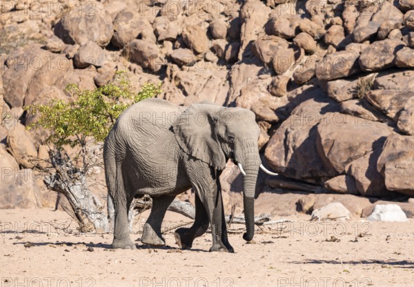 African elephant (Loxodonta africana), desert elephant, near the Hoanib River, Damaraland, Kunene region, Namibia