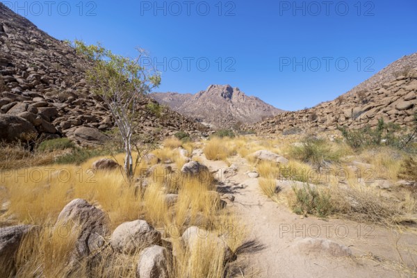 Tsisab Gorge, White Lady Trail, desert landscape with mountains, Brandberg, Erongo, Damaraland, Namibia