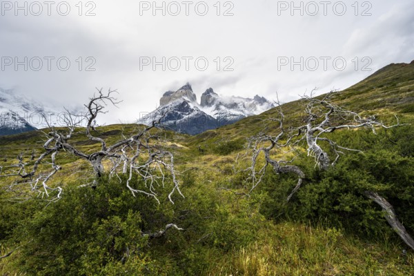 Enchanted dead trees, Cuernos del Paine mountain range in autumn, Torres del Paine National Park, Magallanes region, Chile