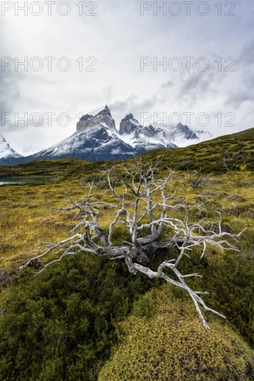 Enchanted dead trees, Cuernos del Paine mountain range in autumn, Torres del Paine National Park, Magallanes region, Chile