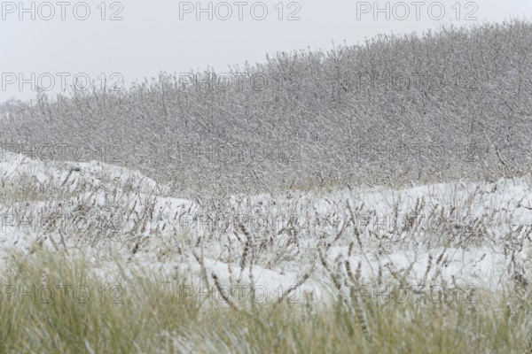 Winter day, onset of winter, snow lies on the bushes in the dune landscape of Norddeich, North Sea, Lower Saxony, Germany