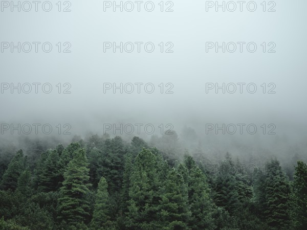 Forest in the morning mist, Krimmler Tauern, Pinzgau, Salzburg, Austria
