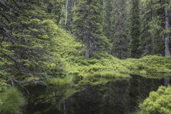Blackwater pond, Rauris primeval forest, Kolm Saigurn, Pinzgau, Salzburg, Austria
