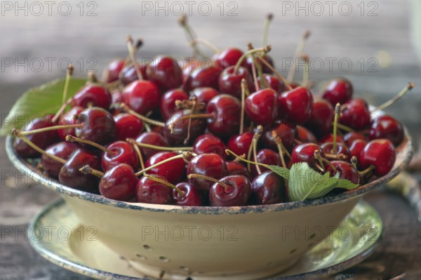 Fresh sweet cherries (Prunus avium) in a bowl, Bavaria, Germany