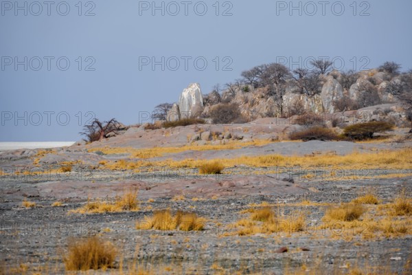 African baobab or baobab tree (Adansonia digitata), arid landscape, Kubu Island (Lekubu), Sowa Pan, Makgadikgadi salt pans, Botswana