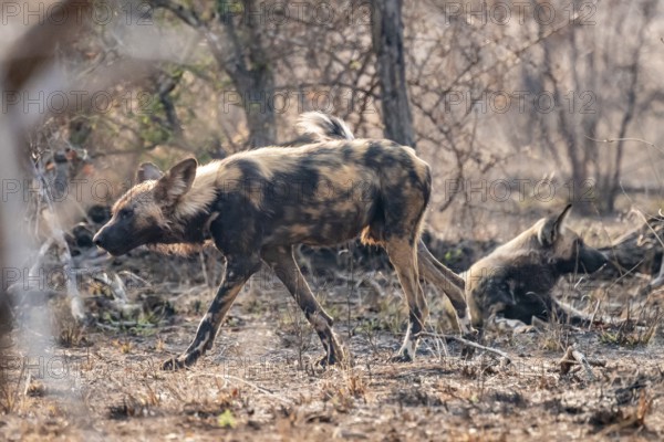 African wild dog, Kruger National Park, South Africa