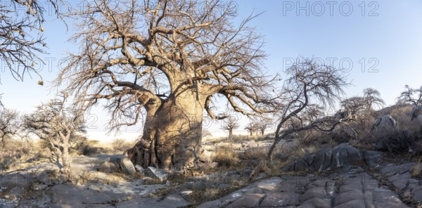 African baobab or baobab tree (Adansonia digitata), arid landscape, Kubu Island (Lekubu), Sowa Pan, Makgadikgadi salt pans, Botswana