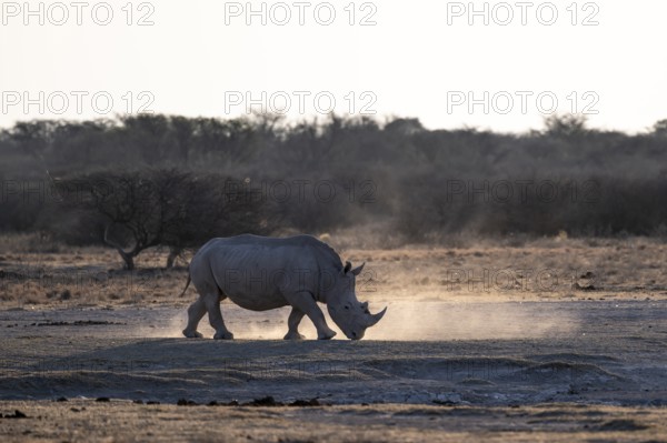 Dramatic atmosphere, Southern white rhinoceros (Ceratotherium simum simum), Khama Rhino Sanctuary, Serowe, Botswana