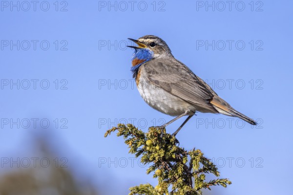 Red-spotted bluethroat (Luscinia svecica svecica) male singing from shrub on the tundra in spring, Sweden, Scandinavia