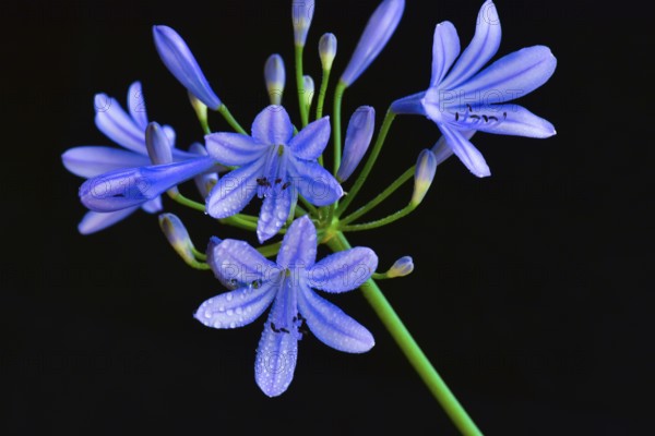 Close-up of the blossom of an ornamental lily or love flower (Agapanthus), Germany