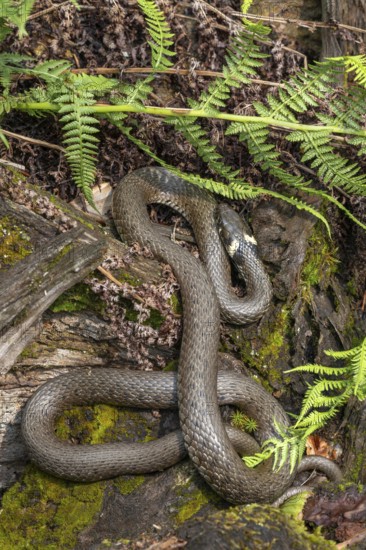 Grass snake (Natrix natrix), sunbathing on the bank of a pond, Bavaria, Germany