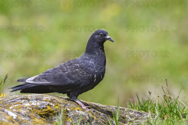 Wood pigeon (Columba palumbus), young bird in juvenile plumage, sitting on a stone, Pillberg, Pill, Tyrol, Austria