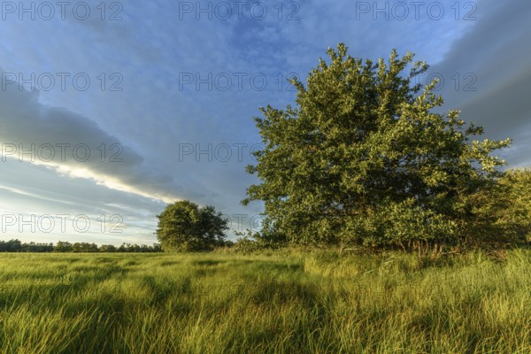 An expansive meadow with tall grass moving gently in the breeze, complemented by scattered trees against a background of vibrant sky. The sunlight creates warm colour tones. Bas rhin, Alsace, Grand Est, France