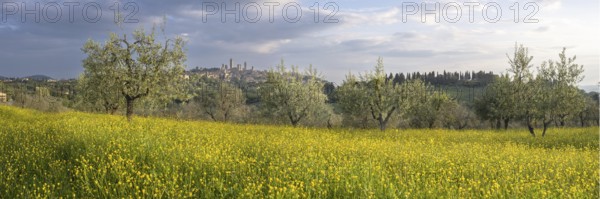 Yellow flowering broom, spring meadow with olive trees, behind San Gimignano, Tuscany, Italy