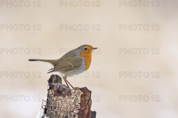 European robin (Erithacus rubecula), on dead wood of a birch tree, Wilnsdorf, North Rhine-Westphalia, Germany
