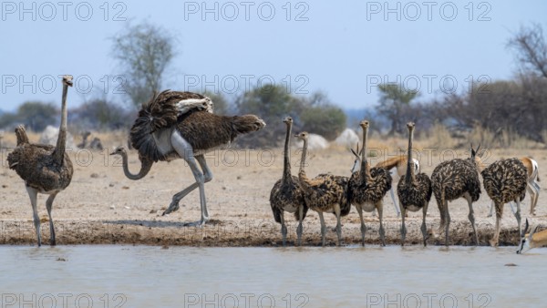 Common ostrich (Struthio camelus), mother and six juveniles, animal family, group drinking at waterhole, Nxai Pan National Park, Botswana