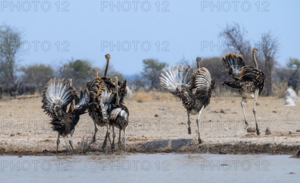 Common ostrich (Struthio camelus), six juveniles, with upturned wings, startled, flight behaviour, at waterhole, Nxai Pan National Park, Botswana