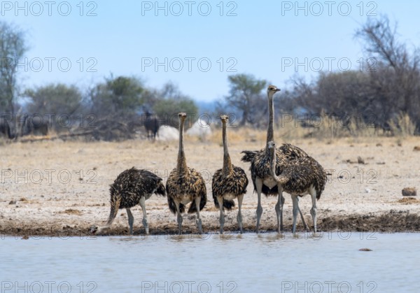 Common ostrich (Struthio camelus), six juveniles, group drinking at a waterhole, Nxai Pan National Park, Botswana