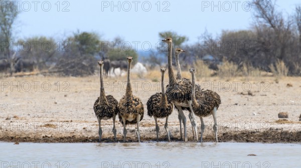 Common ostrich (Struthio camelus), six juveniles, group at waterhole, Nxai Pan National Park, Botswana