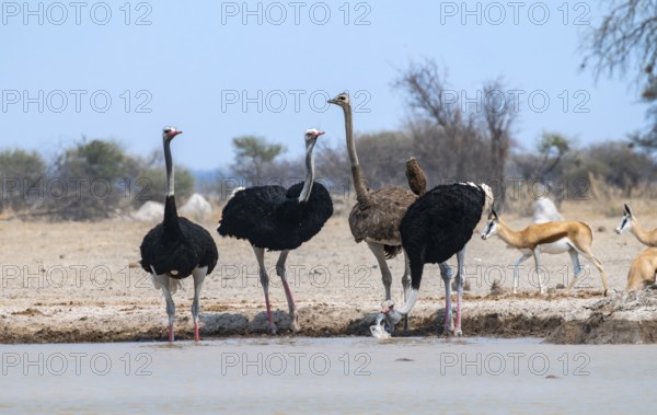 Common ostrich (Struthio camelus), adult female and three males, drinking at a waterhole, Nxai Pan National Park, Botswana