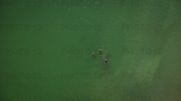 Aerial view of people enjoying the refreshing waters of covas beach in viveiro, a stunning coastal town in galicia, spain
