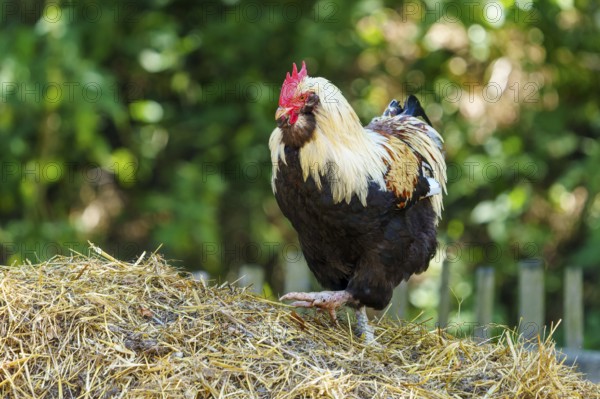 A rooster stands on a dung heap in front of a wooden fence in a natural environment, German Salmon Chicken, Rooster, Germany