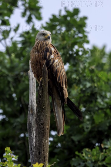 A majestic bird of prey on a tree stump with a background of foliage, Red Kite, (Milvus milvus) wildlife, Germany