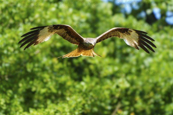 A red kite in flight over a wooded area, Red kite, (Milvus milvus) wildlife, Germany